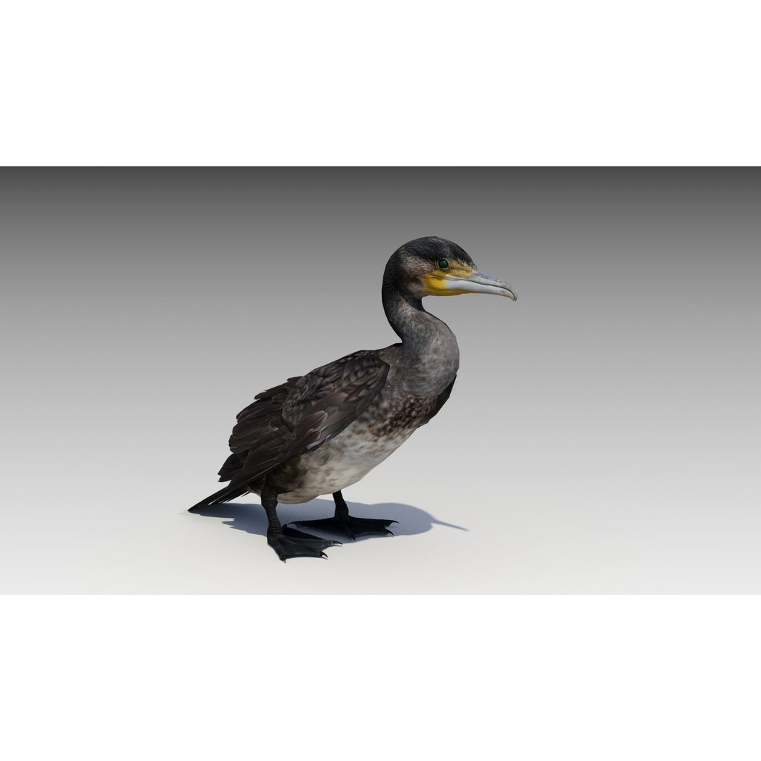 Great Cormorant 3D Model – Low Poly Animated Bird Asset, FBX/Blender - View 3