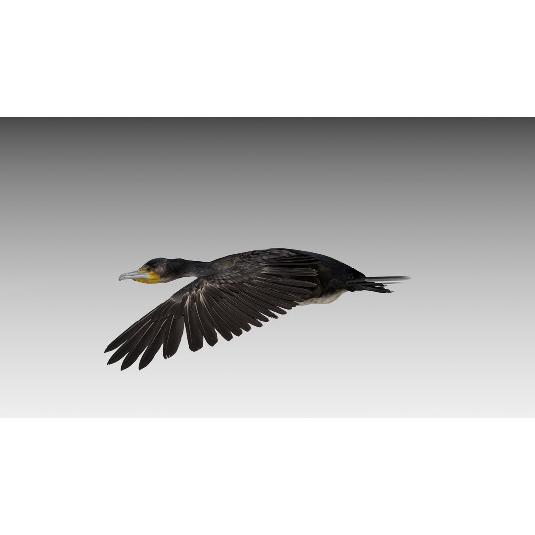 Great Cormorant 3D Model – Low Poly Animated Bird Asset, FBX/Blender - View 4