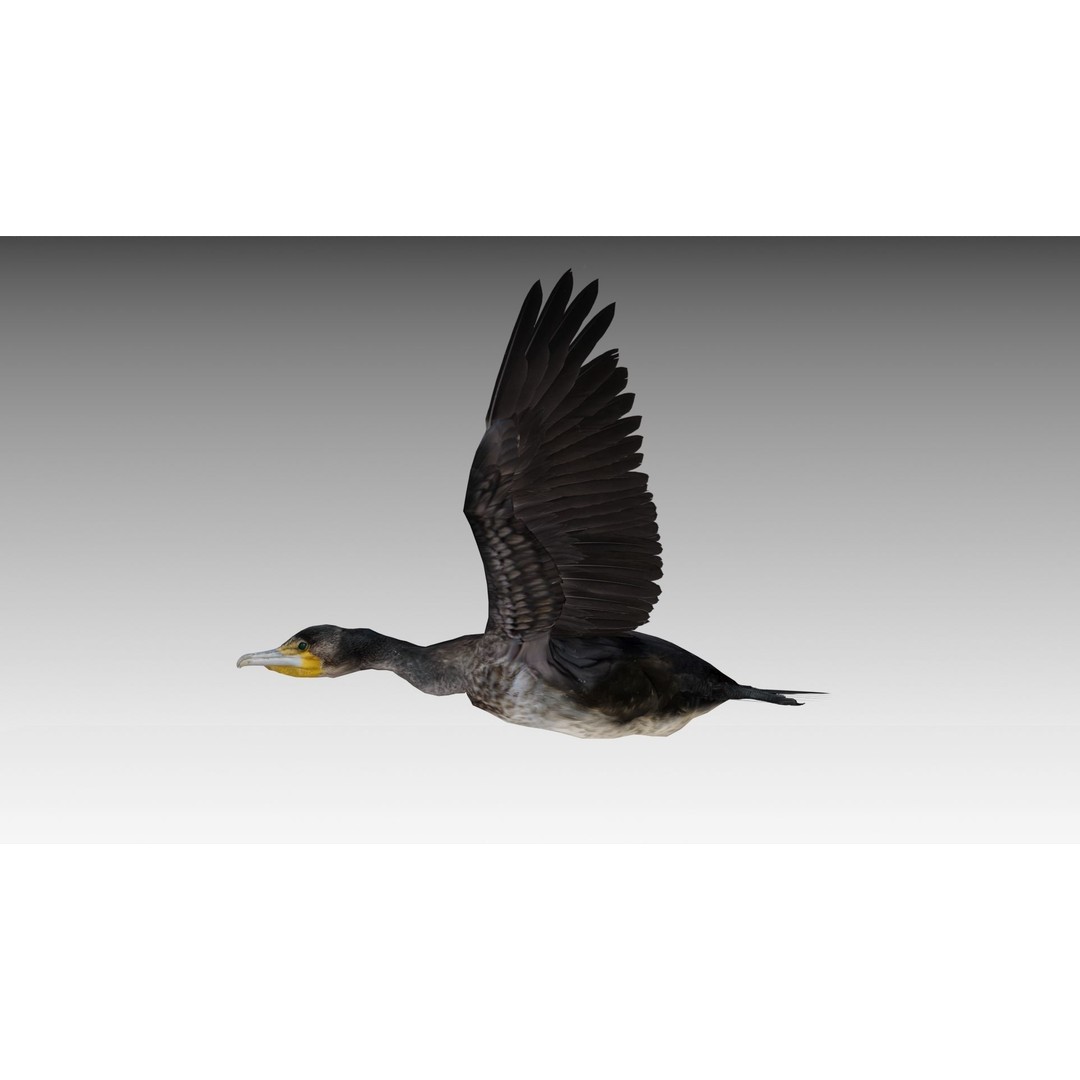 Great Cormorant 3D Model – Low Poly Animated Bird Asset, FBX/Blender - View 5