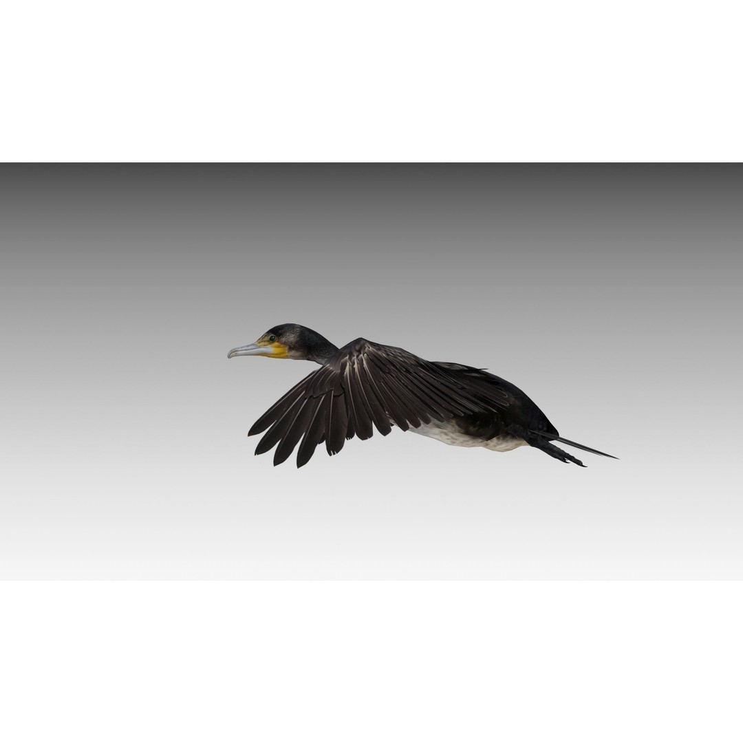 Great Cormorant 3D Model – Low Poly Animated Bird Asset, FBX/Blender - View 6