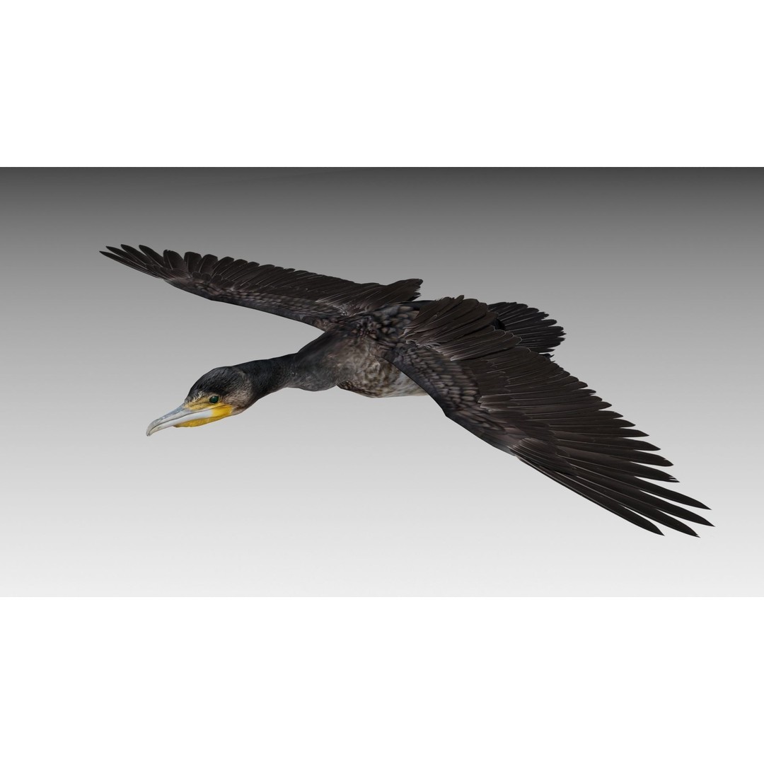Great Cormorant 3D Model – Low Poly Animated Bird Asset, FBX/Blender - View 7