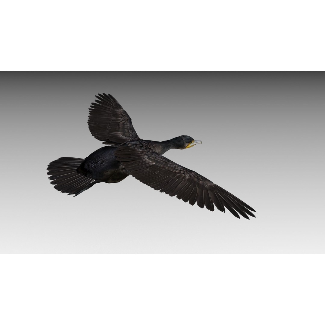 Great Cormorant 3D Model – Low Poly Animated Bird Asset, FBX/Blender - View 8