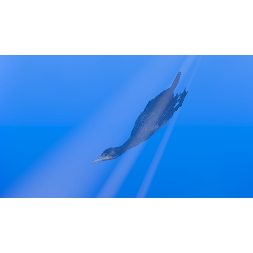Great Cormorant 3D Model – Low Poly Animated Bird Asset, FBX/Blender - View 9