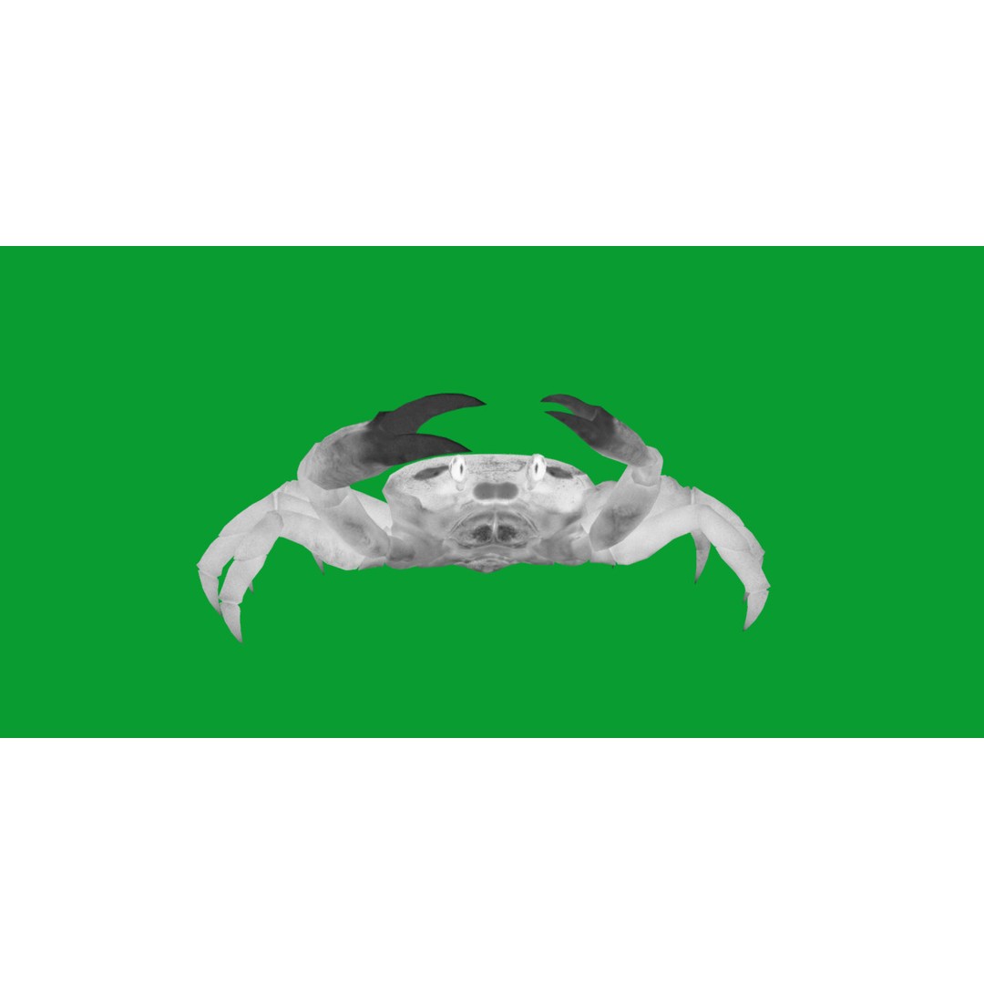 Halloween Moon Crab 3D Model – Low Poly Game Asset, FBX, PBR Textures - View 13