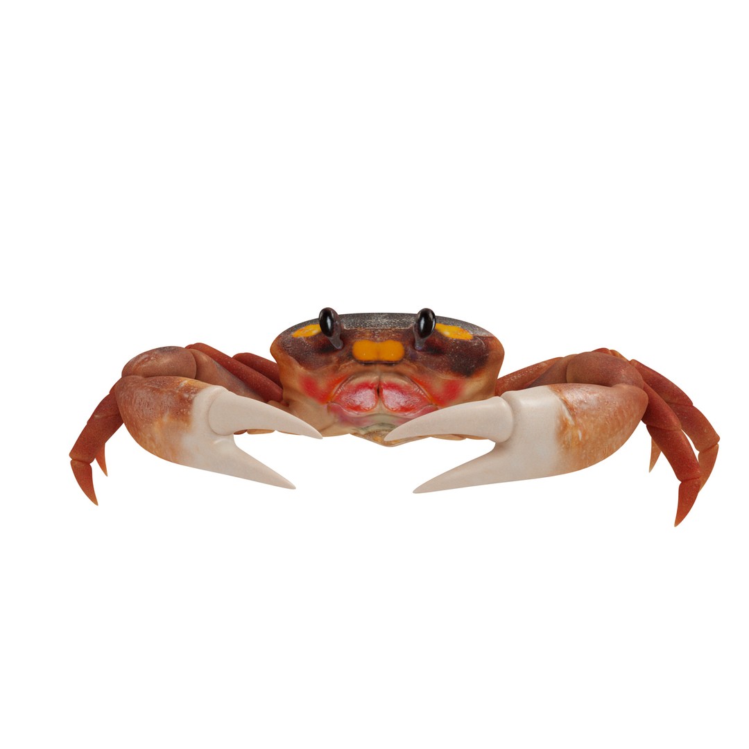 Halloween Moon Crab 3D Model – Low Poly Game Asset, FBX, PBR Textures - View 4