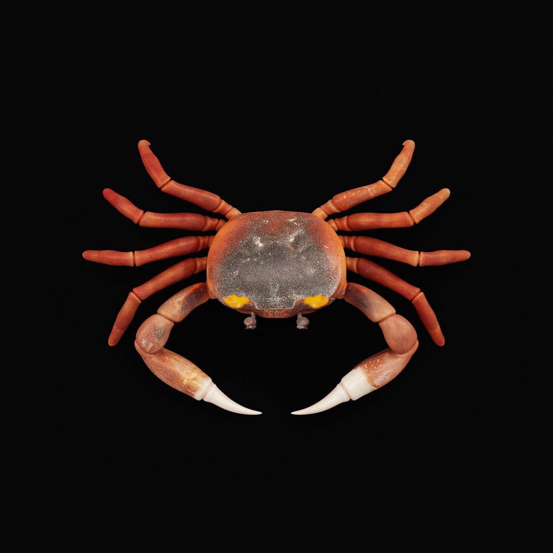 Halloween Moon Crab 3D Model – Low Poly Game Asset, FBX, PBR Textures - View 41