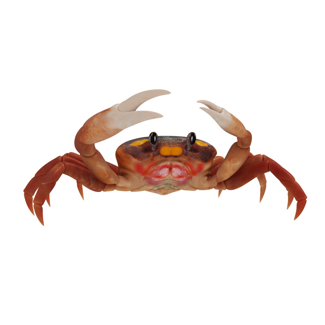 Halloween Moon Crab 3D Model – Low Poly Game Asset, FBX, PBR Textures - View 5