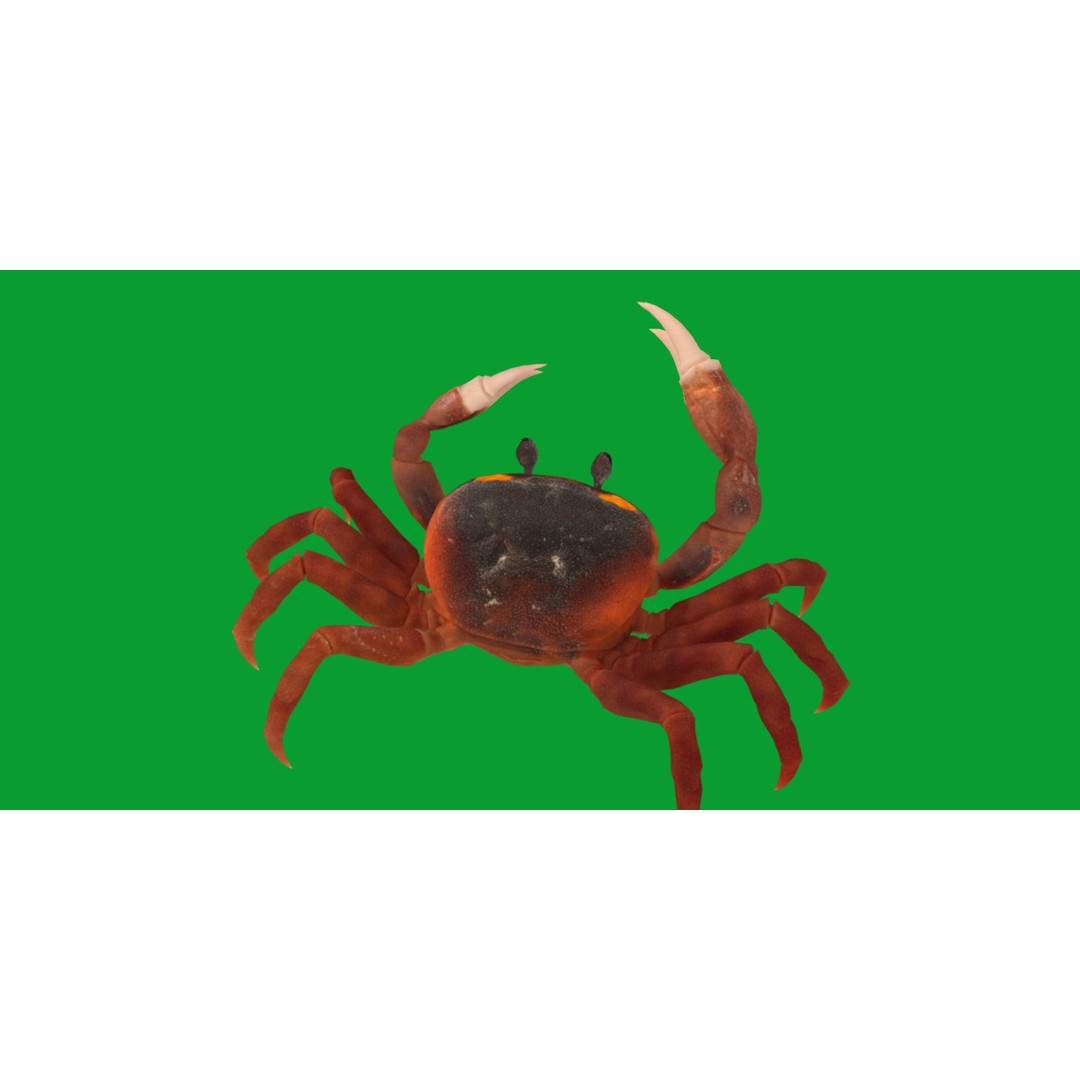 Halloween Moon Crab 3D Model – Low Poly Game Asset, FBX, PBR Textures - View 9
