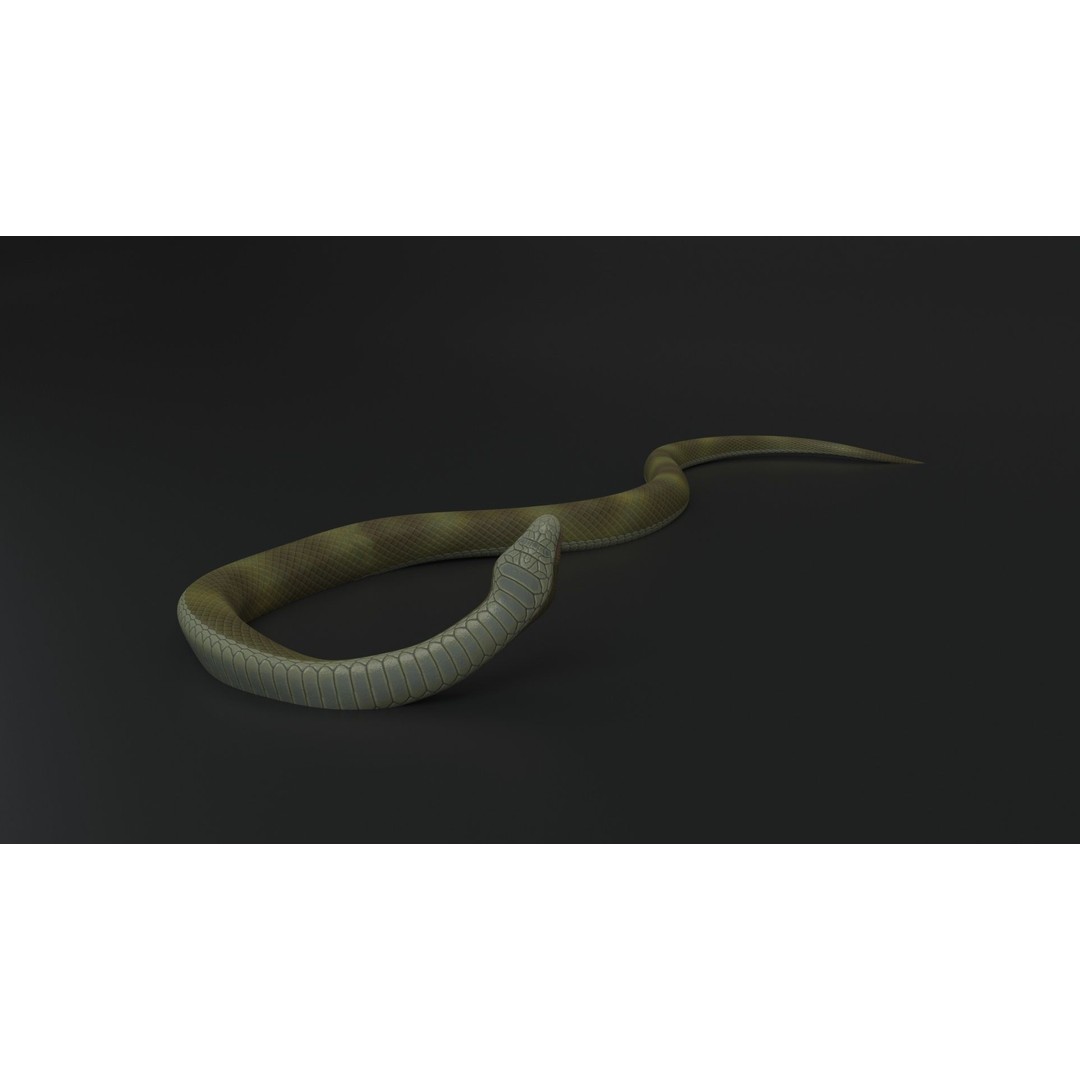 Snake 3D Model – Rigged Animated Reptile with PBR Textures - View 6