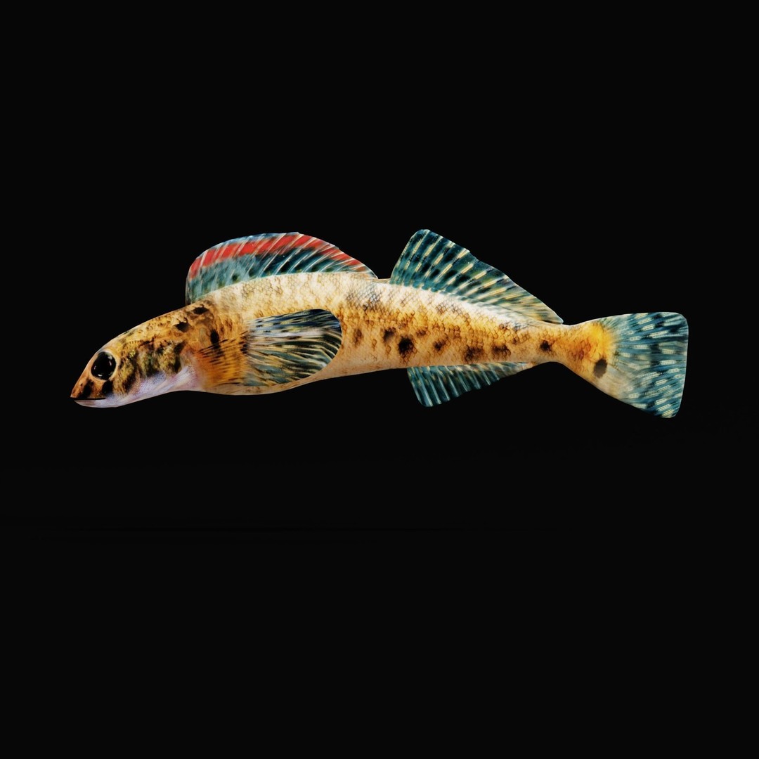 Roanoke Logperch Fish 3D Model – Low Poly Game Asset, FBX, PBR