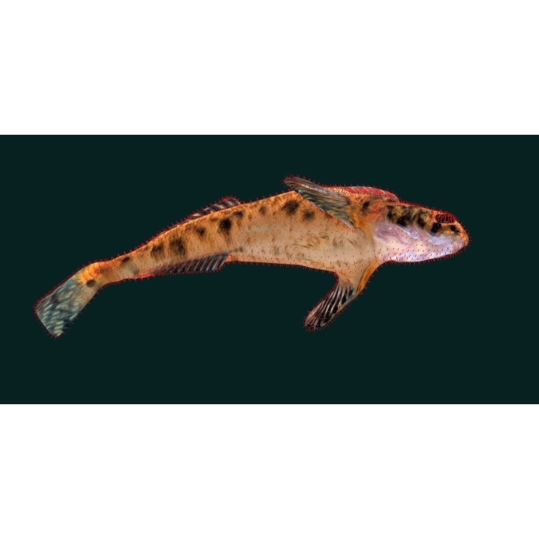 Roanoke Logperch Fish 3D Model – Low Poly Game Asset, FBX, PBR - View 11