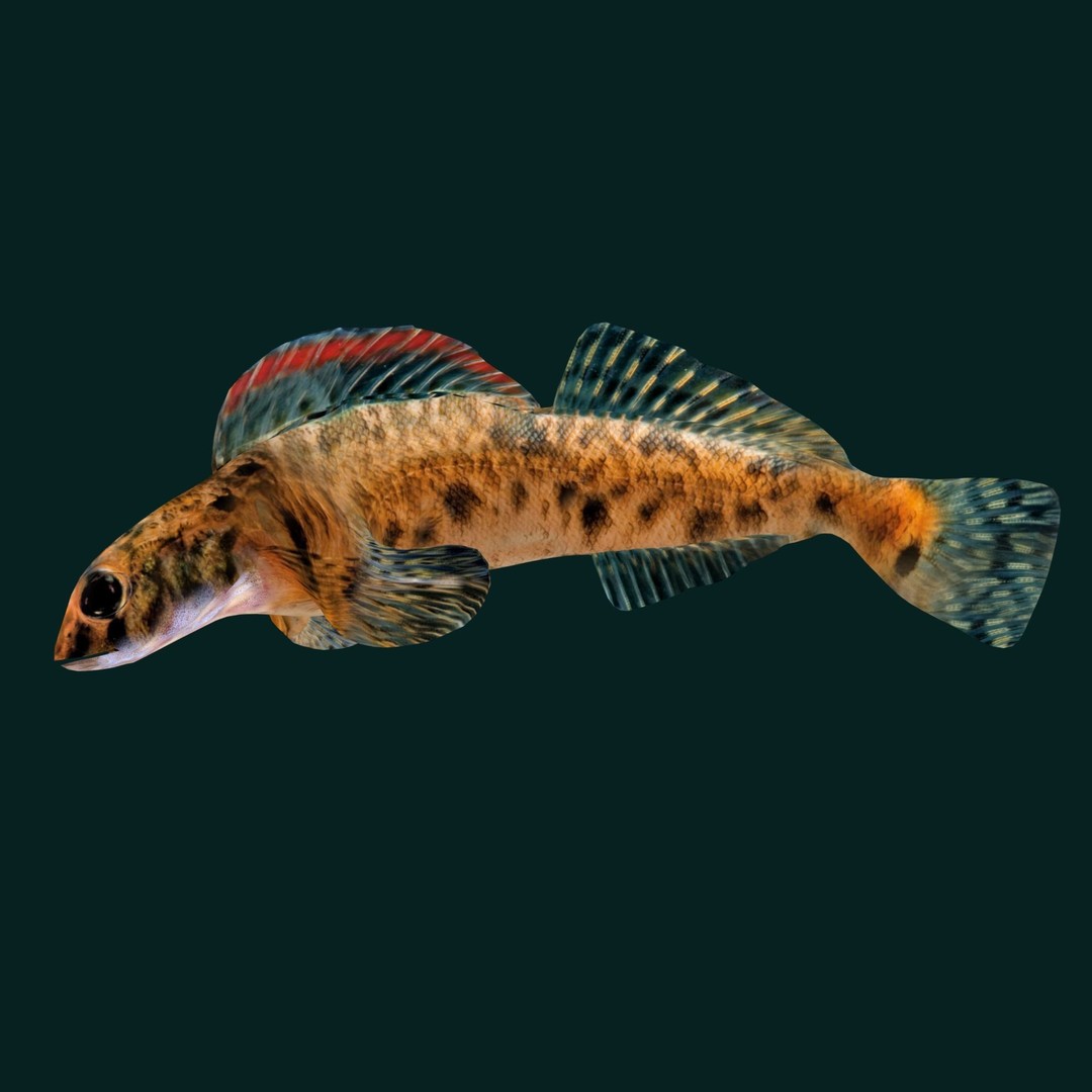 Roanoke Logperch Fish 3D Model – Low Poly Game Asset, FBX, PBR - View 13