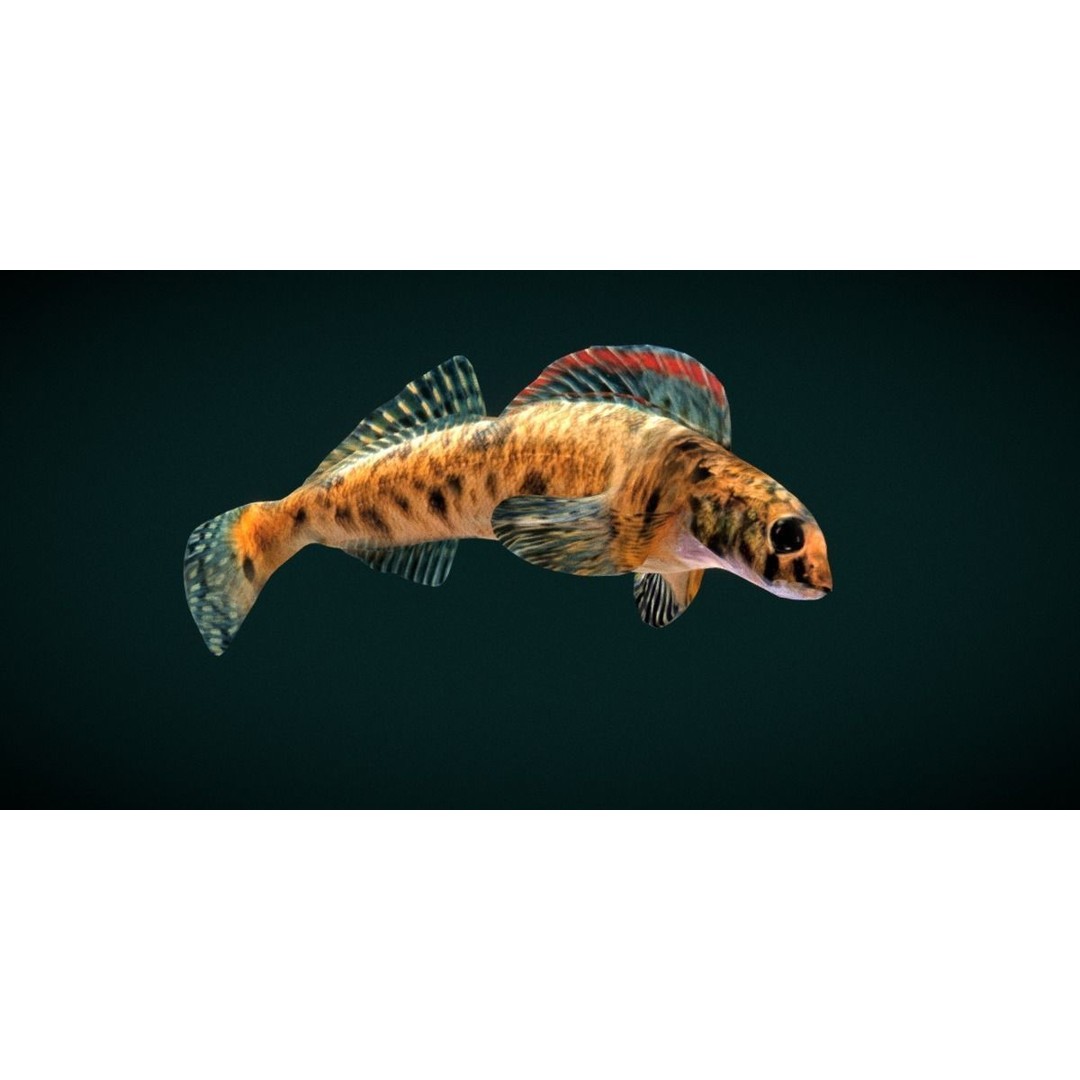 Roanoke Logperch Fish 3D Model – Low Poly Game Asset, FBX, PBR - View 14