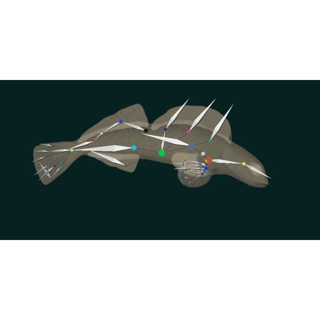 Roanoke Logperch Fish 3D Model – Low Poly Game Asset, FBX, PBR - View 15