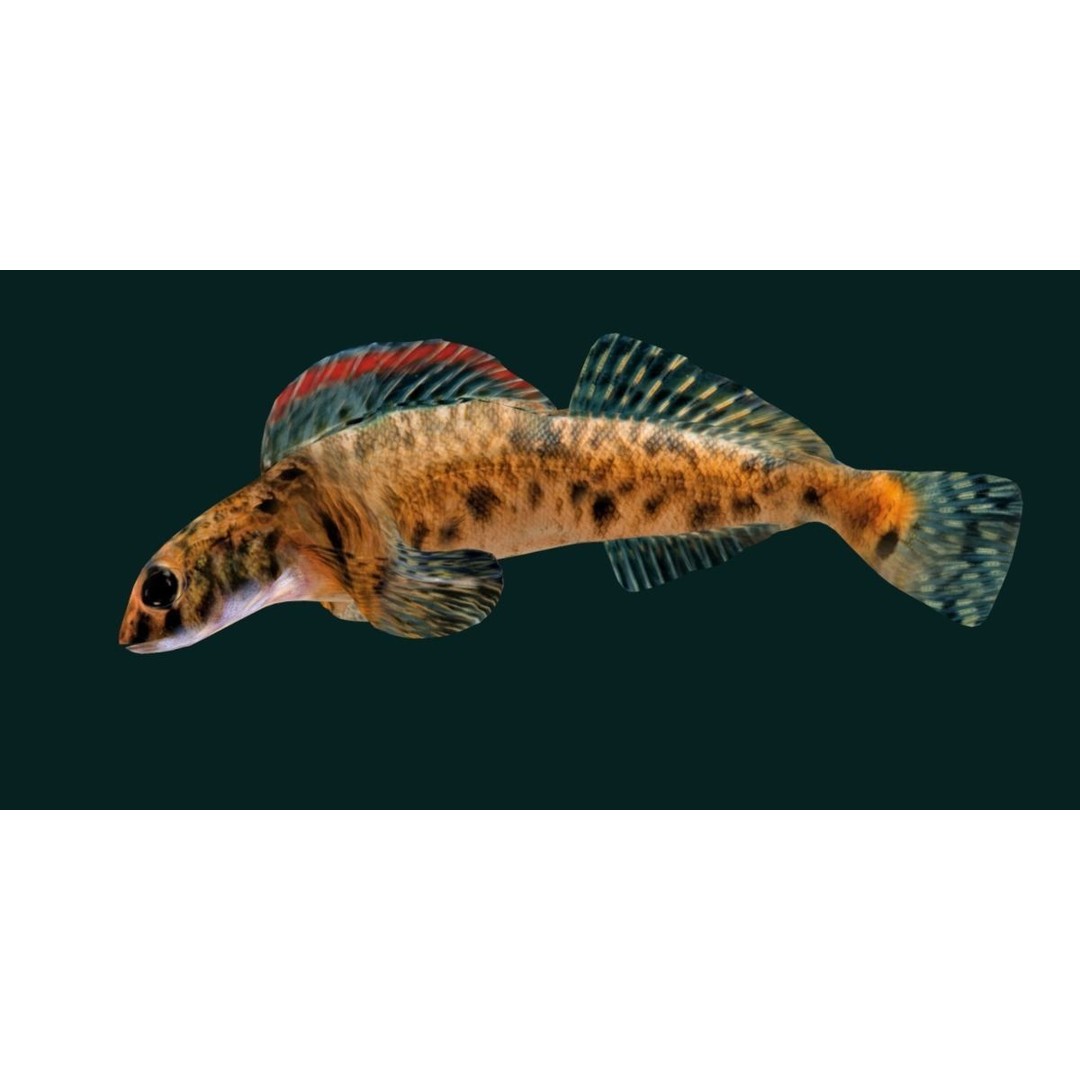 Roanoke Logperch Fish 3D Model – Low Poly Game Asset, FBX, PBR - View 17
