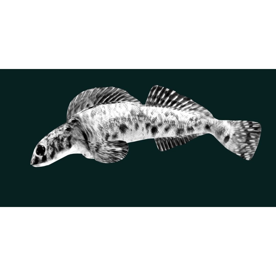 Roanoke Logperch Fish 3D Model – Low Poly Game Asset, FBX, PBR - View 19