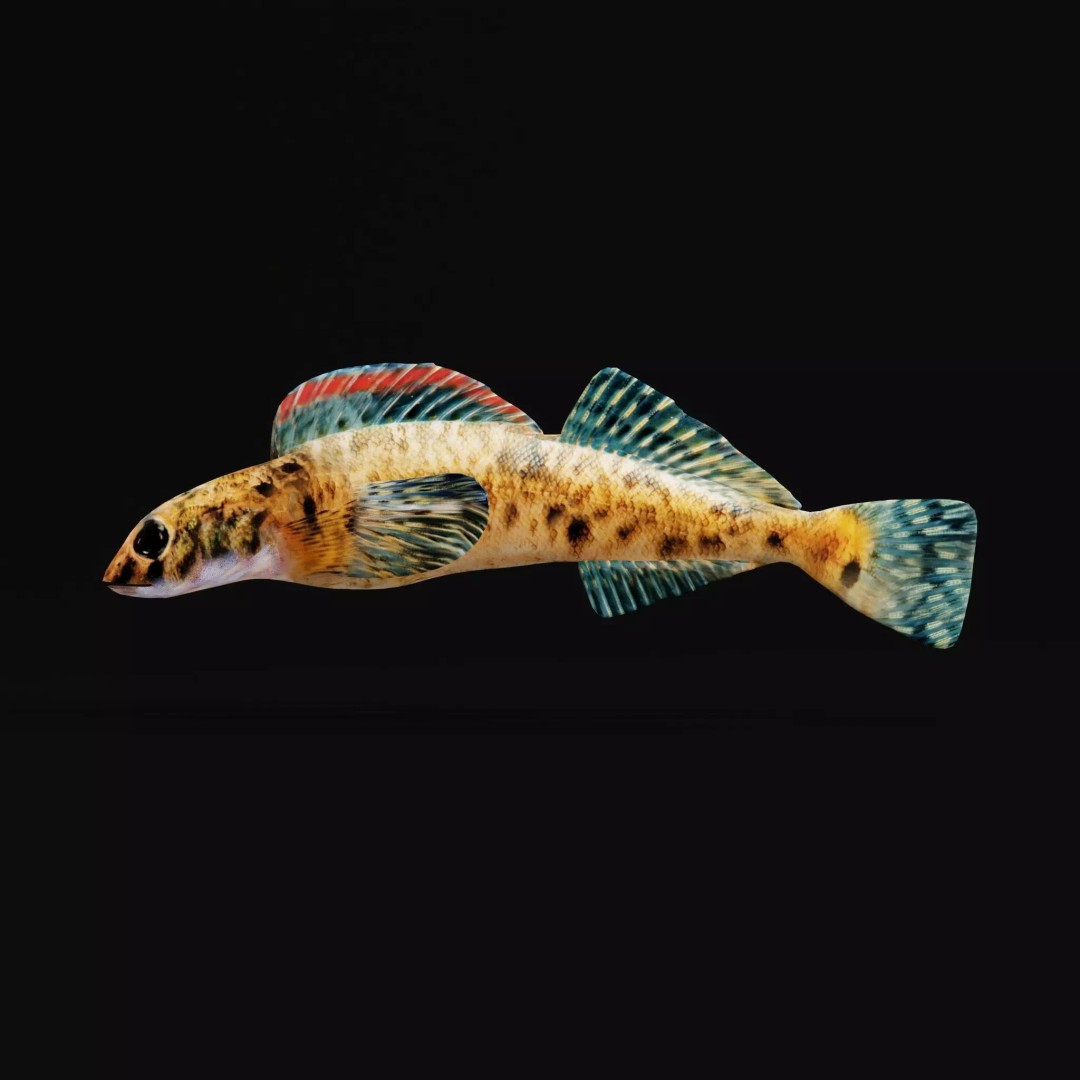 Roanoke Logperch Fish 3D Model – Low Poly Game Asset, FBX, PBR - View 2