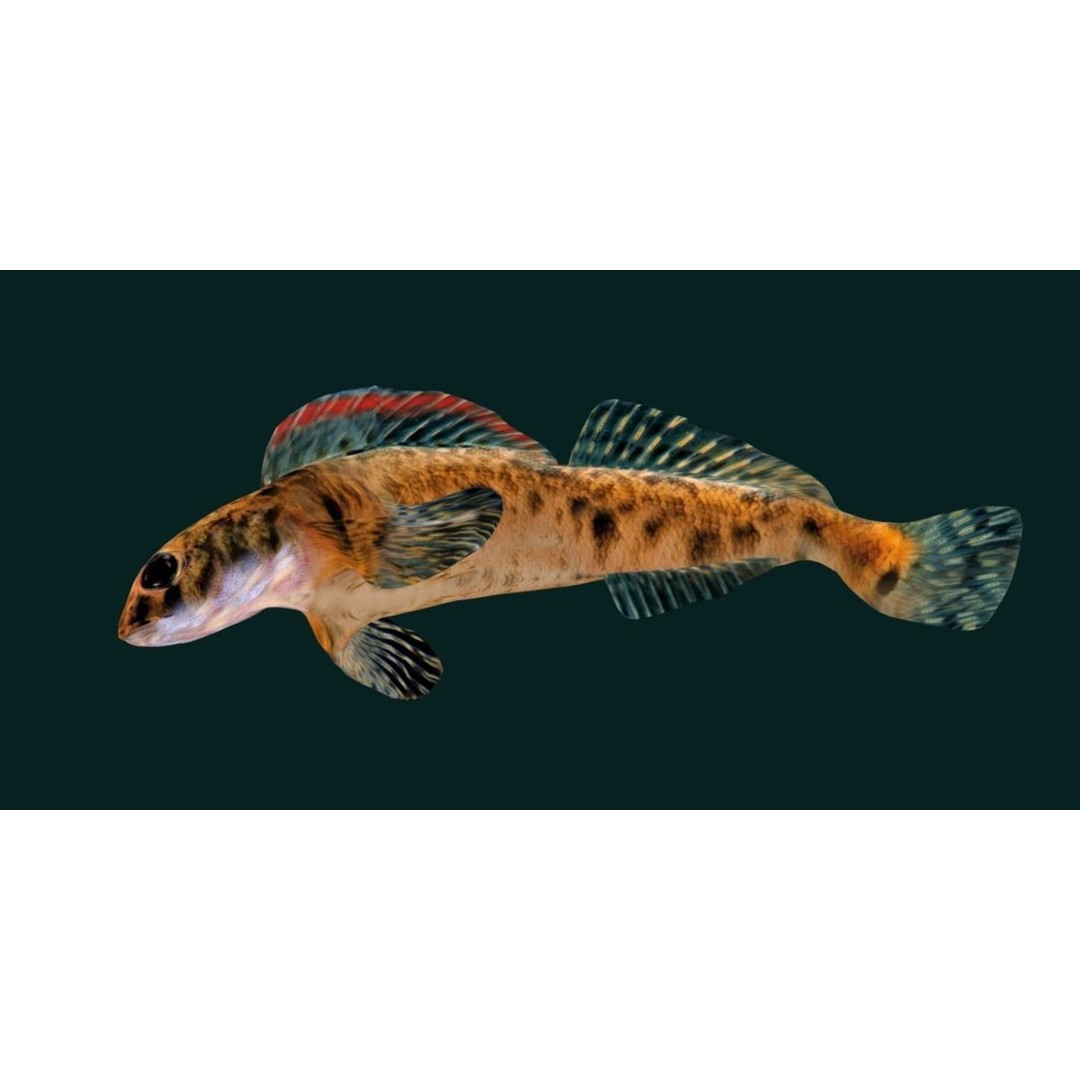 Roanoke Logperch Fish 3D Model – Low Poly Game Asset, FBX, PBR - View 20