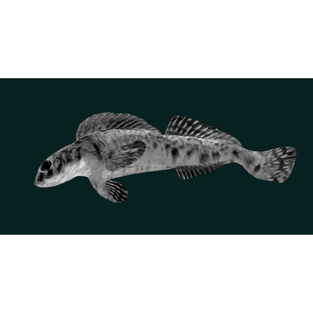 Roanoke Logperch Fish 3D Model – Low Poly Game Asset, FBX, PBR - View 21