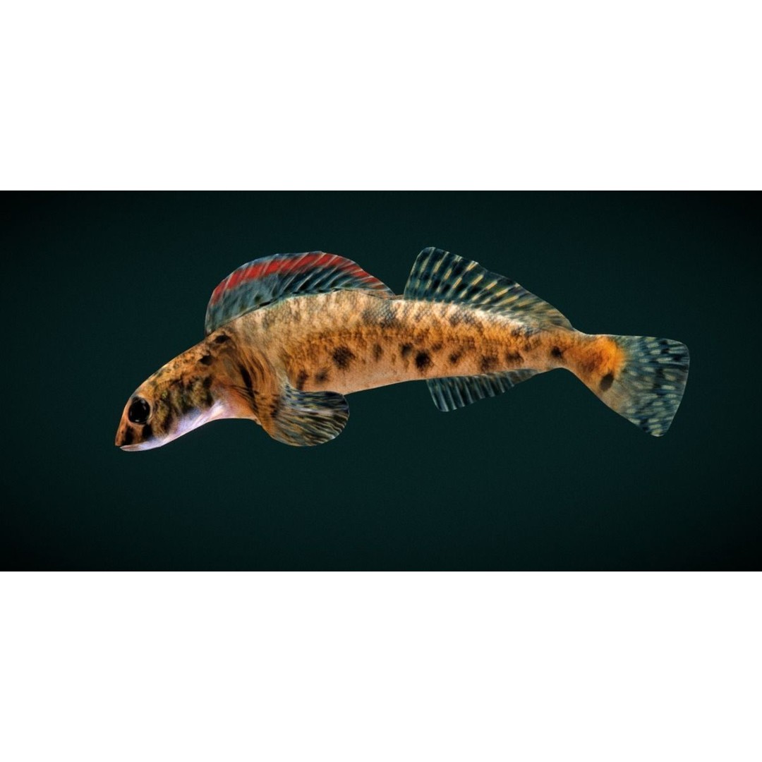 Roanoke Logperch Fish 3D Model – Low Poly Game Asset, FBX, PBR - View 22