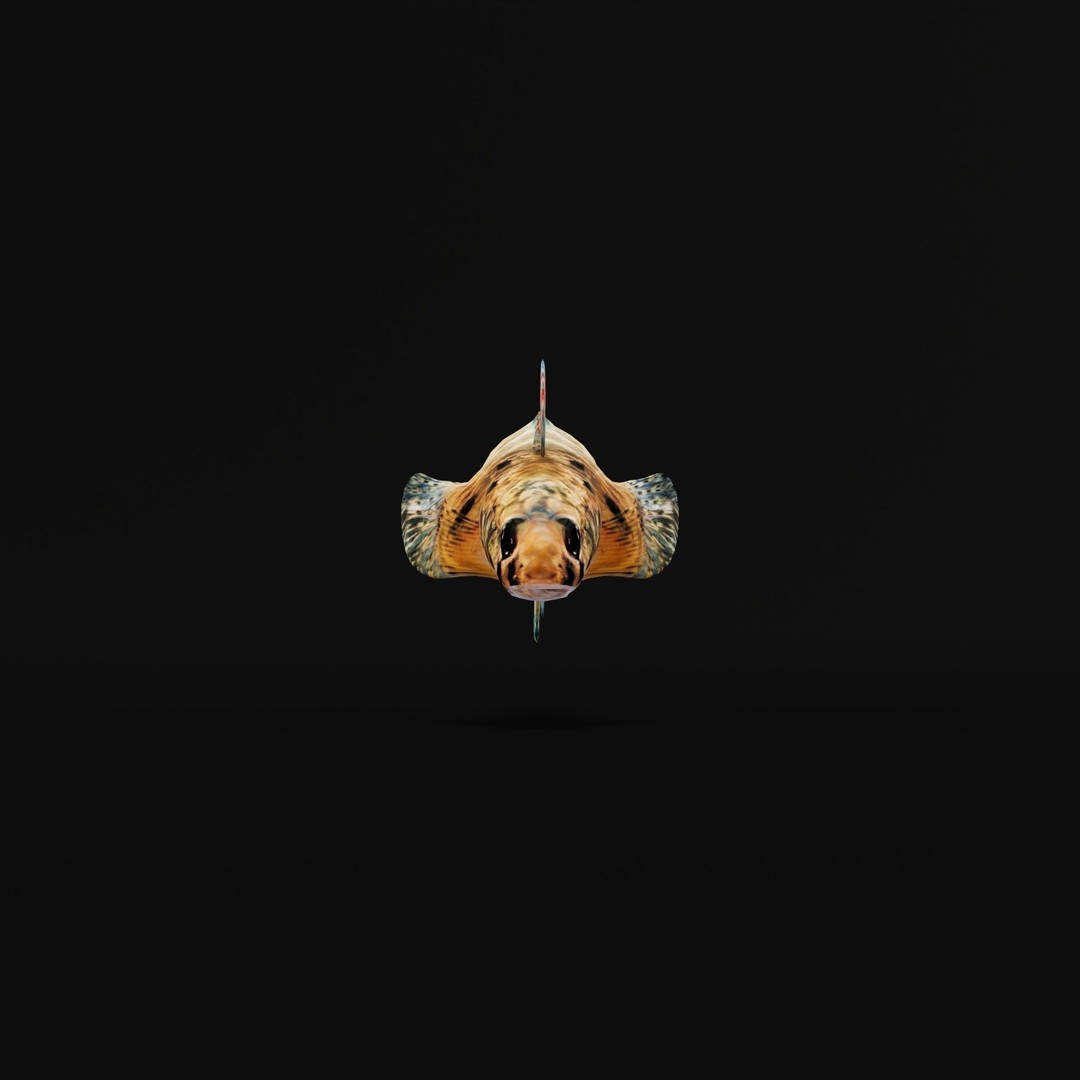 Roanoke Logperch Fish 3D Model – Low Poly Game Asset, FBX, PBR - View 3