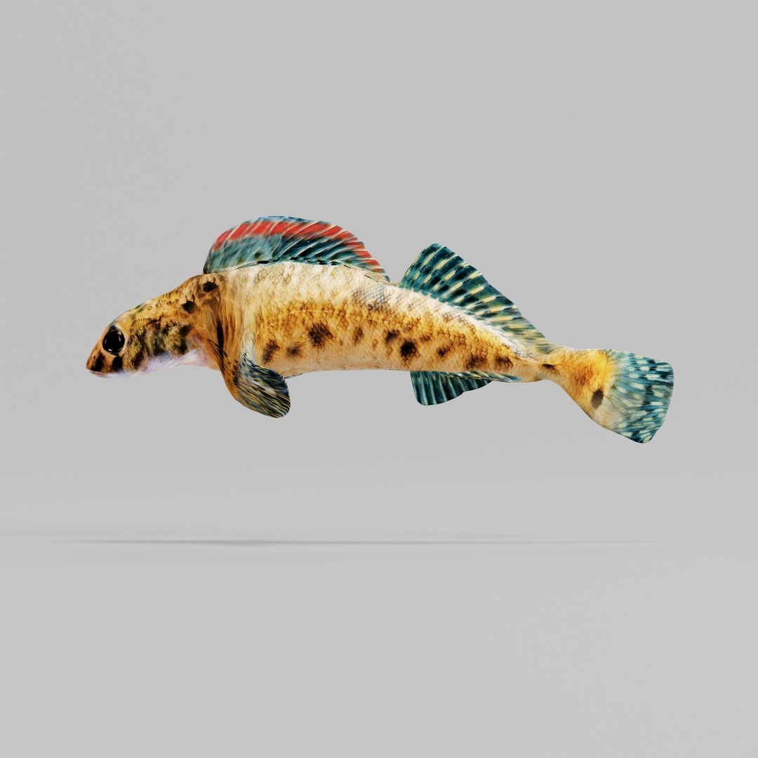 Roanoke Logperch Fish 3D Model – Low Poly Game Asset, FBX, PBR - View 5
