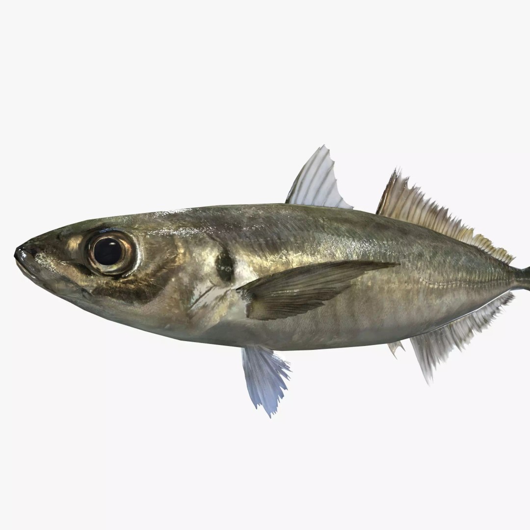 Horse Mackerel 3D Model – Low Poly Game Asset, FBX, PBR Textures - View 2