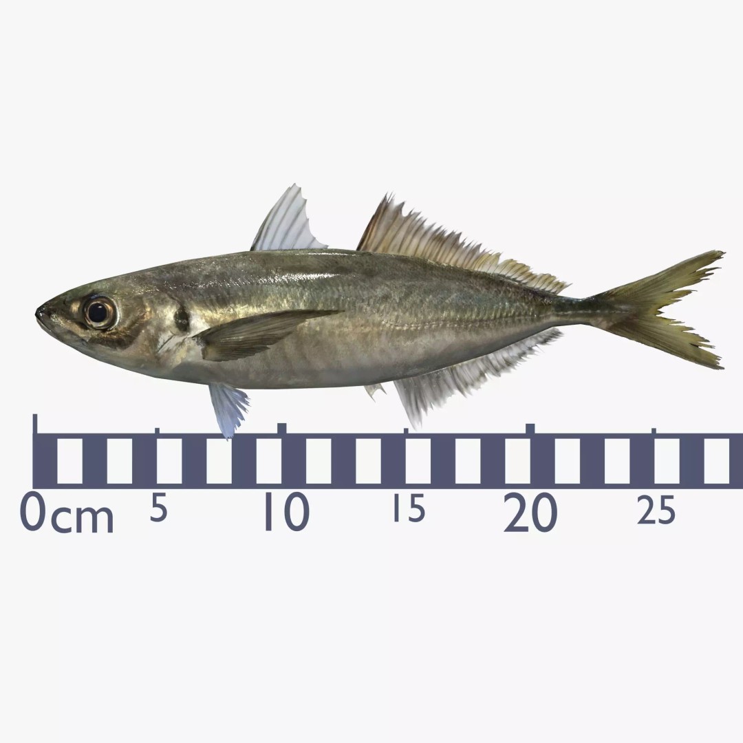 Horse Mackerel 3D Model – Low Poly Game Asset, FBX, PBR Textures - View 3