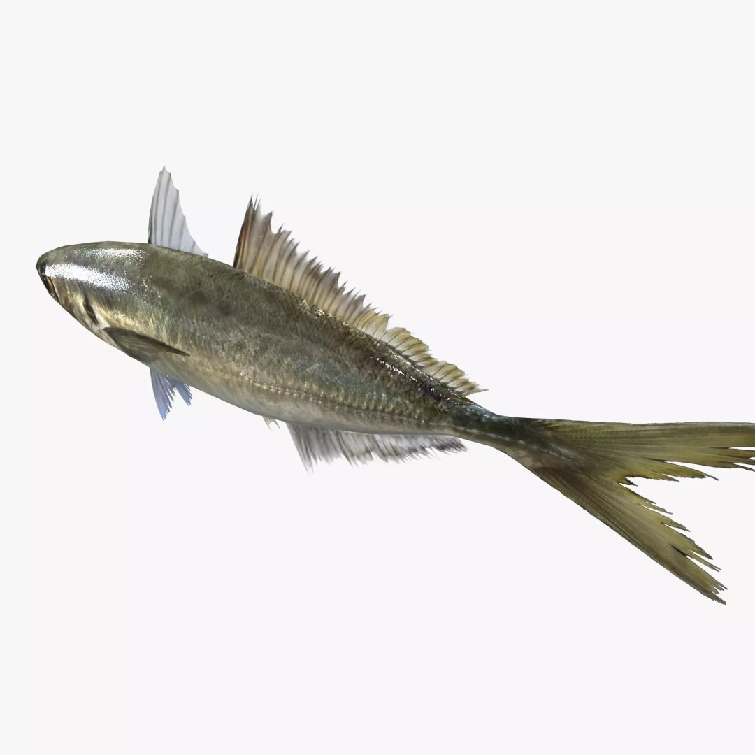 Horse Mackerel 3D Model – Low Poly Game Asset, FBX, PBR Textures - View 4