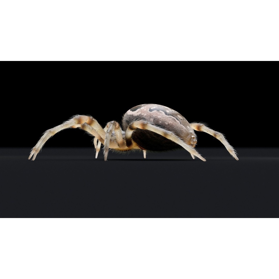 Garden Spider 3D Model – Low Poly Rigged Insect with PBR Textures - View 10