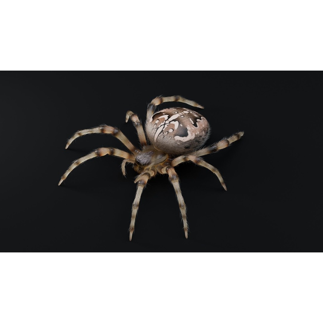 Garden Spider 3D Model – Low Poly Rigged Insect with PBR Textures - View 11