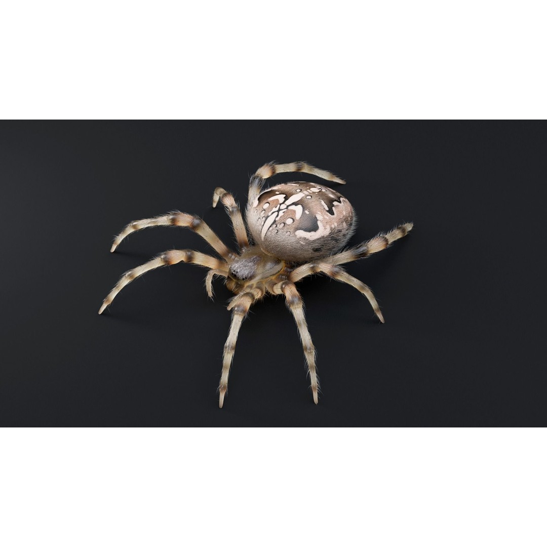 Garden Spider 3D Model – Low Poly Rigged Insect with PBR Textures - View 12