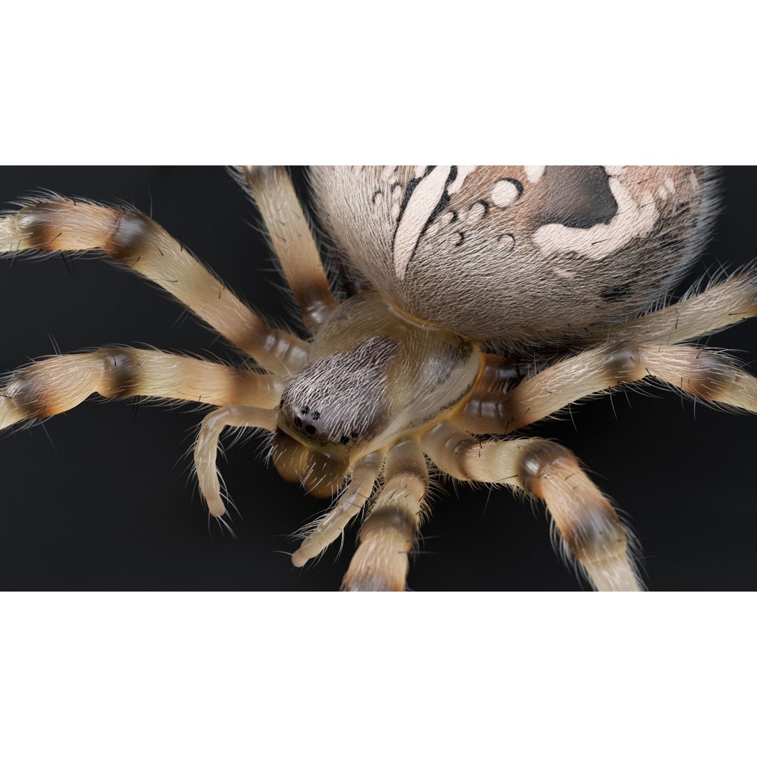 Garden Spider 3D Model – Low Poly Rigged Insect with PBR Textures - View 13