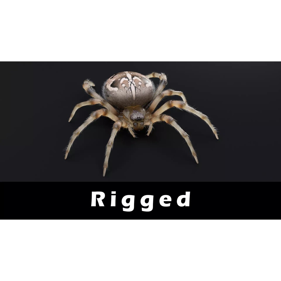 Garden Spider 3D Model – Low Poly Rigged Insect with PBR Textures - View 2