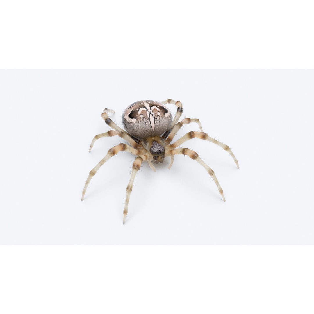Garden Spider 3D Model – Low Poly Rigged Insect with PBR Textures - View 3