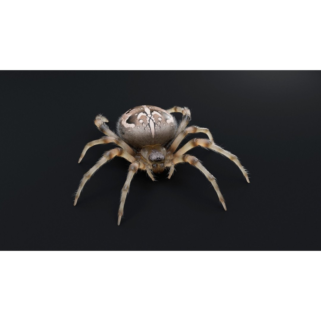 Garden Spider 3D Model – Low Poly Rigged Insect with PBR Textures - View 5