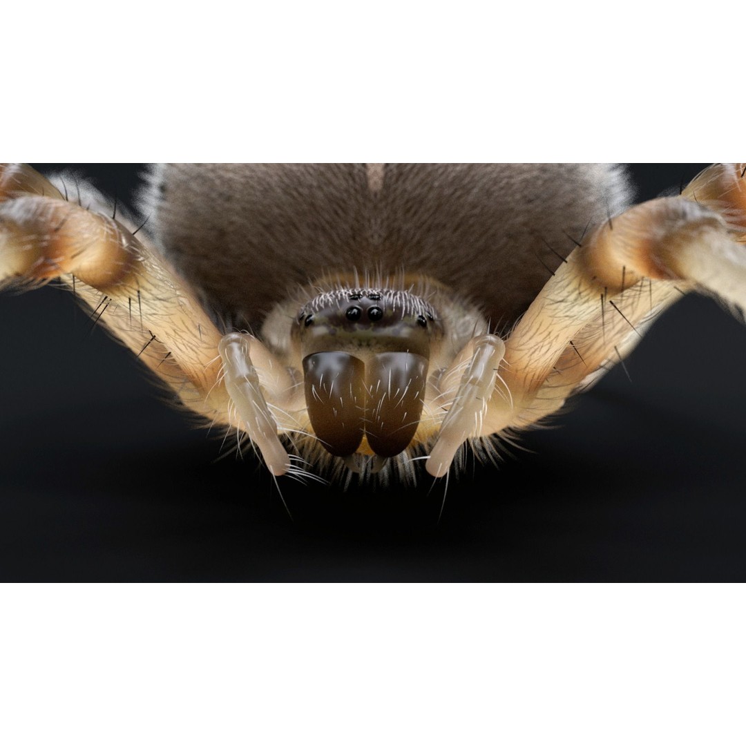 Garden Spider 3D Model – Low Poly Rigged Insect with PBR Textures - View 6