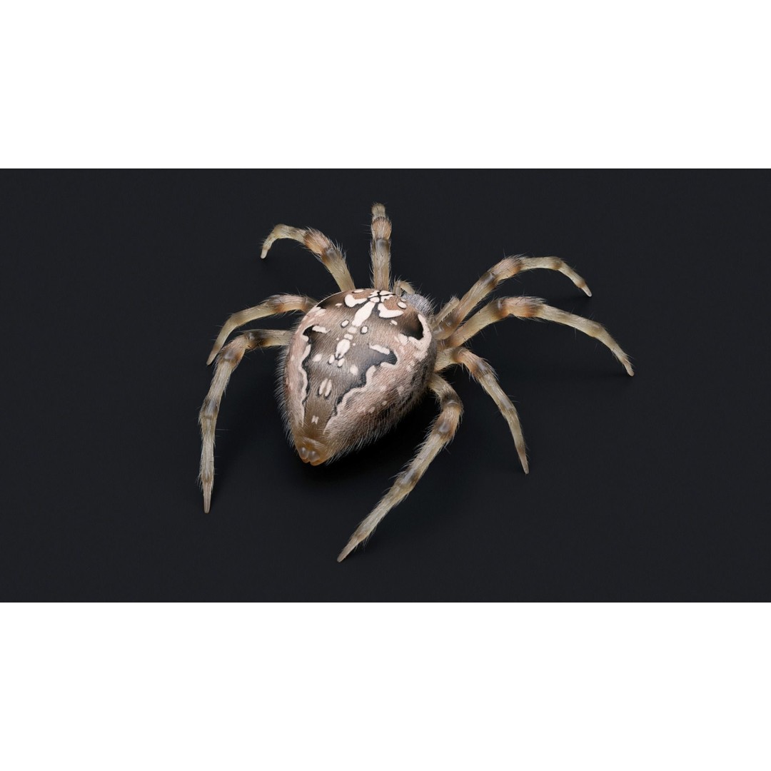 Garden Spider 3D Model – Low Poly Rigged Insect with PBR Textures - View 7