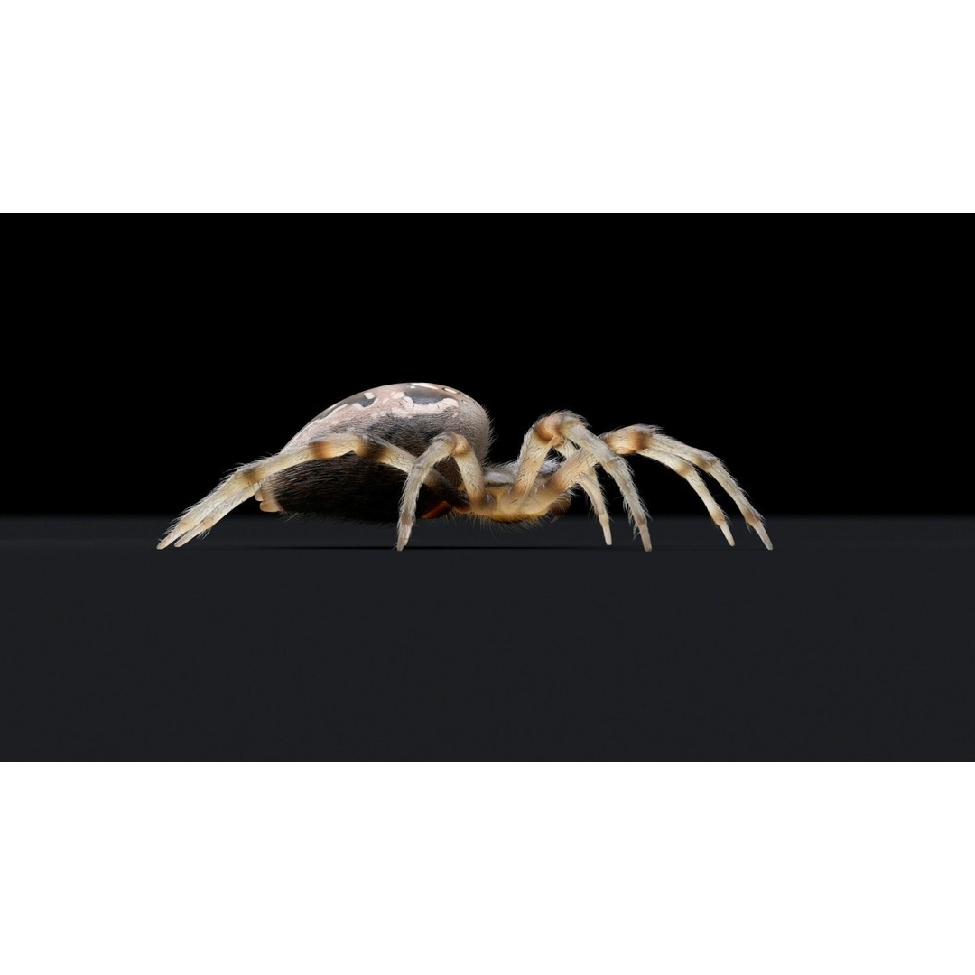 Garden Spider 3D Model – Low Poly Rigged Insect with PBR Textures - View 8