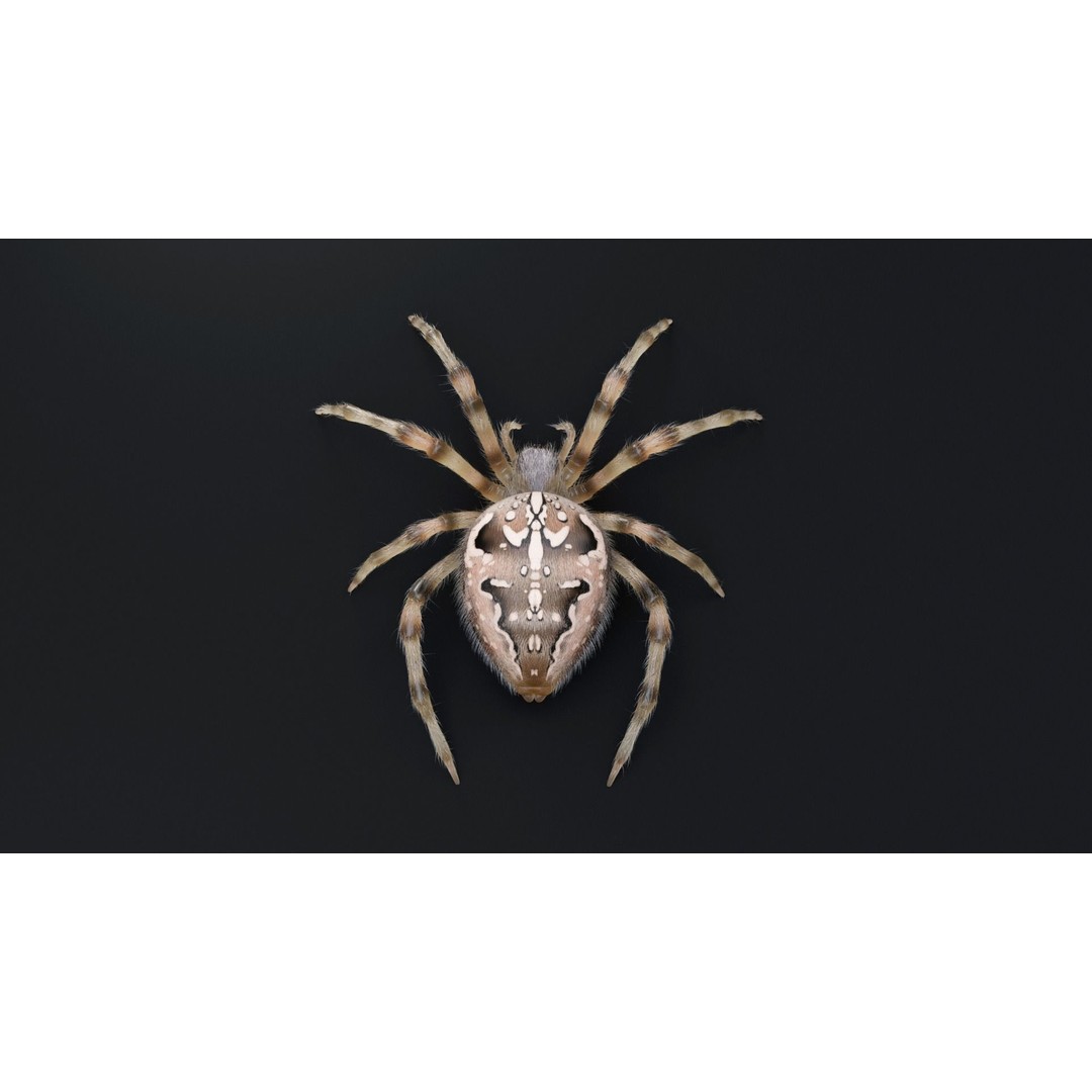 Garden Spider 3D Model – Low Poly Rigged Insect with PBR Textures - View 9