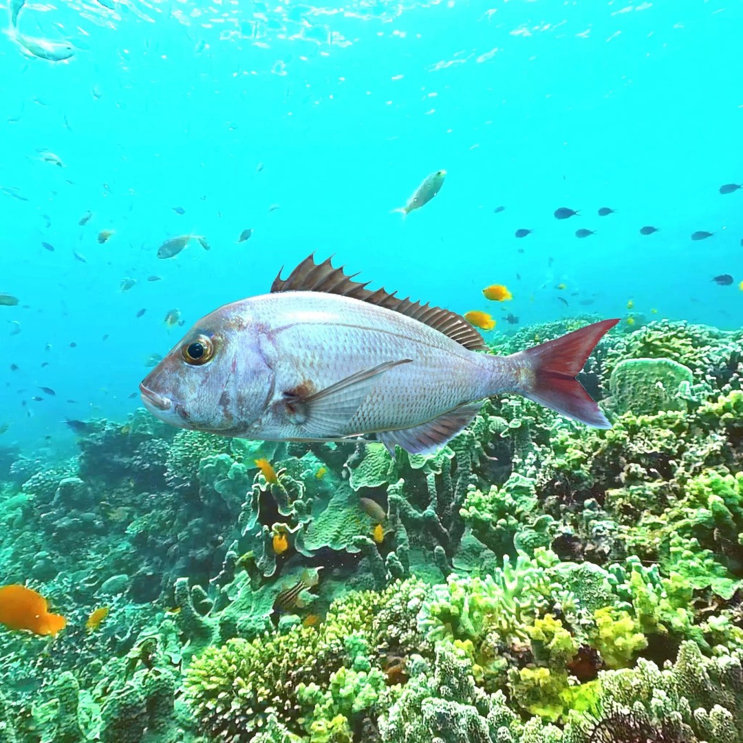 Red Sea Bream 3D Model – Low Poly Fish Asset, FBX and Blender - View 11