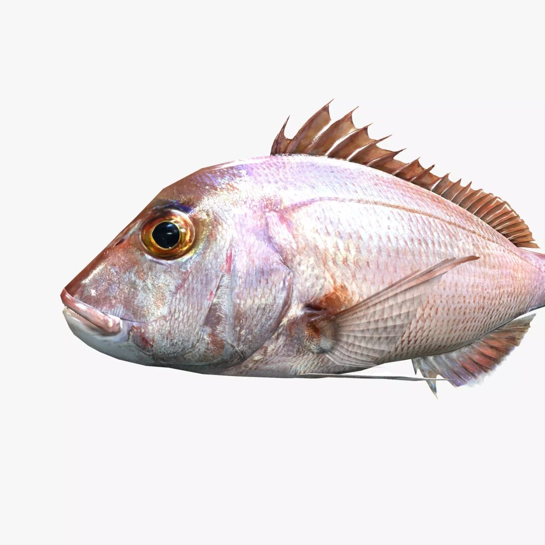 Red Sea Bream 3D Model – Low Poly Fish Asset, FBX and Blender - View 2
