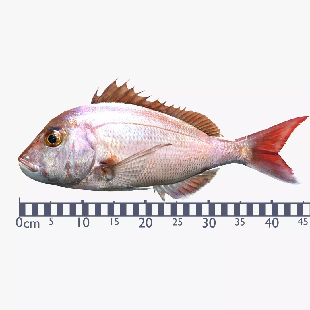 Red Sea Bream 3D Model – Low Poly Fish Asset, FBX and Blender - View 3