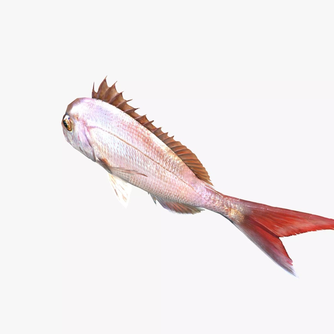 Red Sea Bream 3D Model – Low Poly Fish Asset, FBX and Blender - View 4