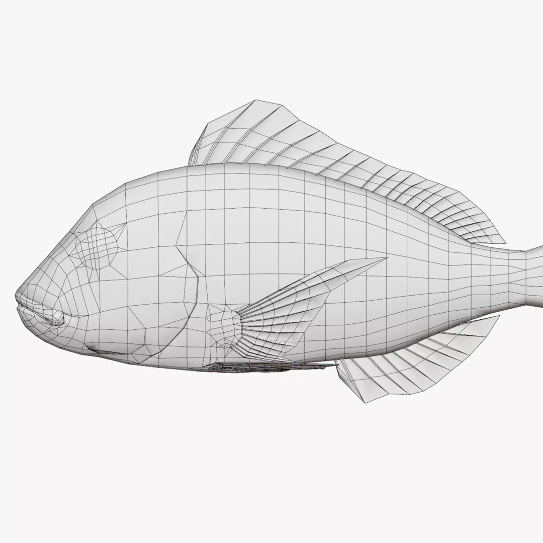 Red Sea Bream 3D Model – Low Poly Fish Asset, FBX and Blender - View 6