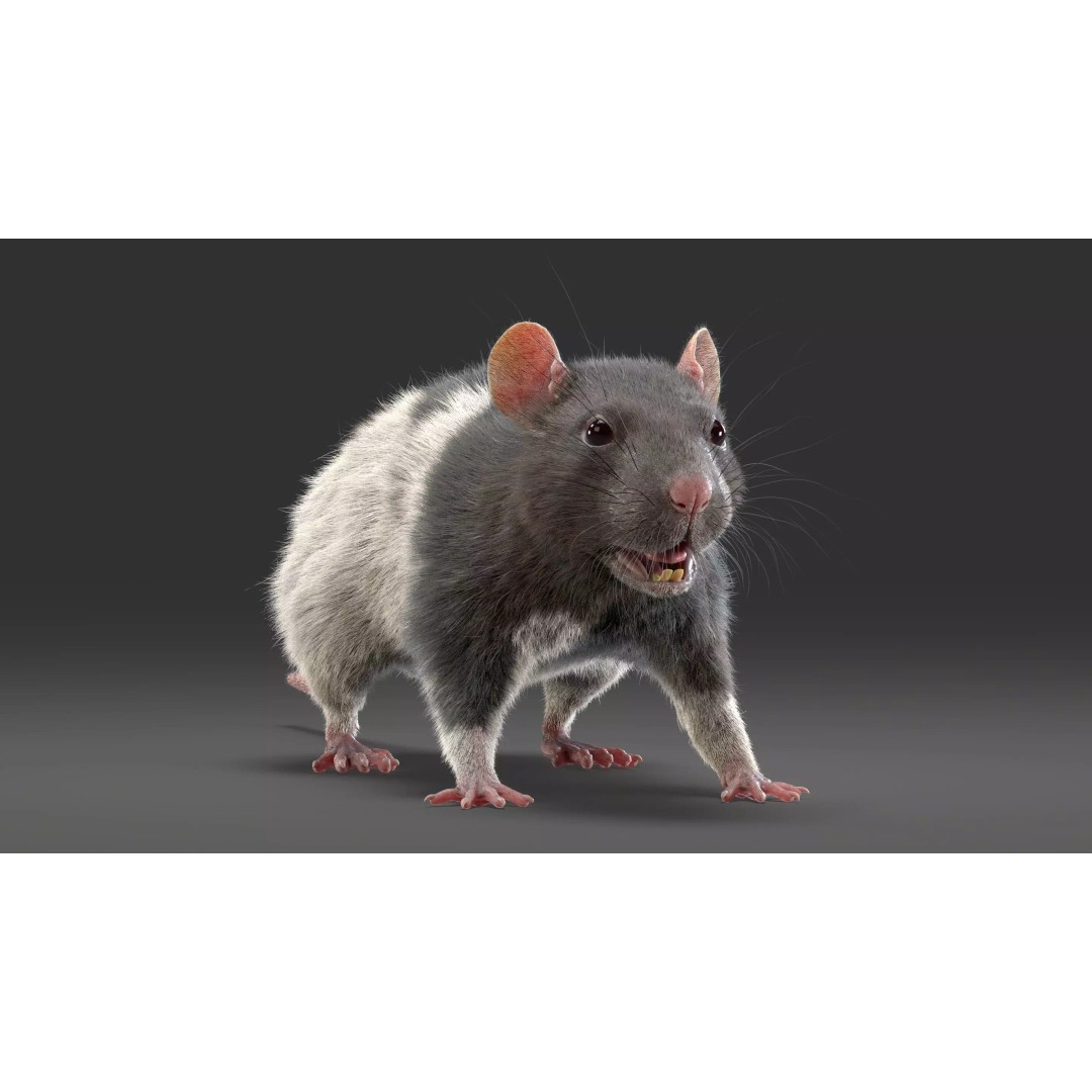 Realistic Rat Fur 3D Model – High Poly Rigged Asset, FBX/OBJ - View 10