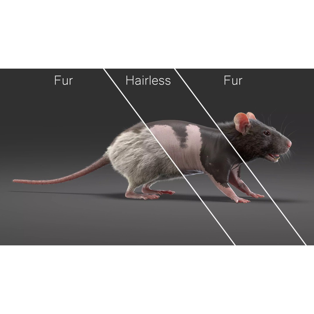 Realistic Rat Fur 3D Model – High Poly Rigged Asset, FBX/OBJ - View 12