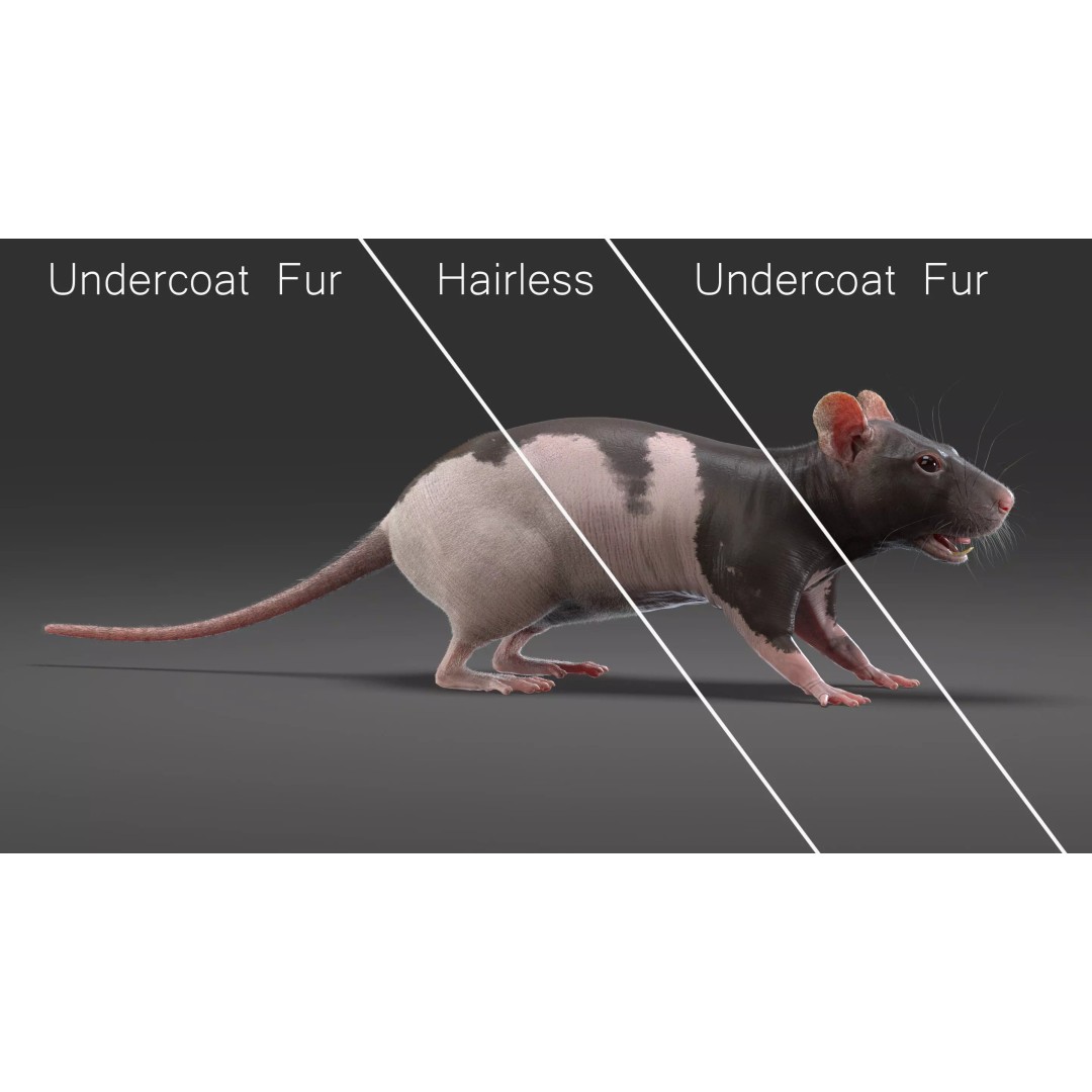 Realistic Rat Fur 3D Model – High Poly Rigged Asset, FBX/OBJ - View 13