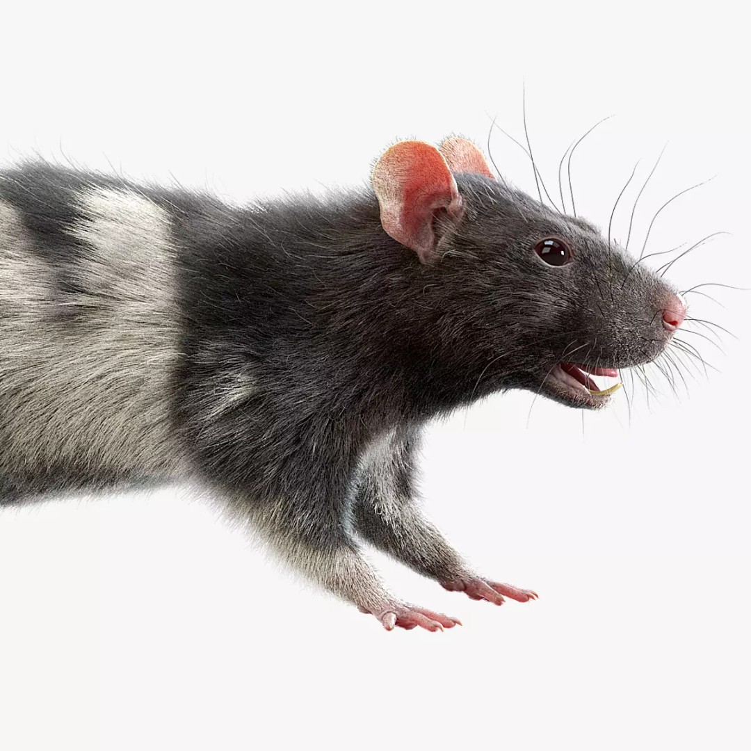 Realistic Rat Fur 3D Model – High Poly Rigged Asset, FBX/OBJ - View 2