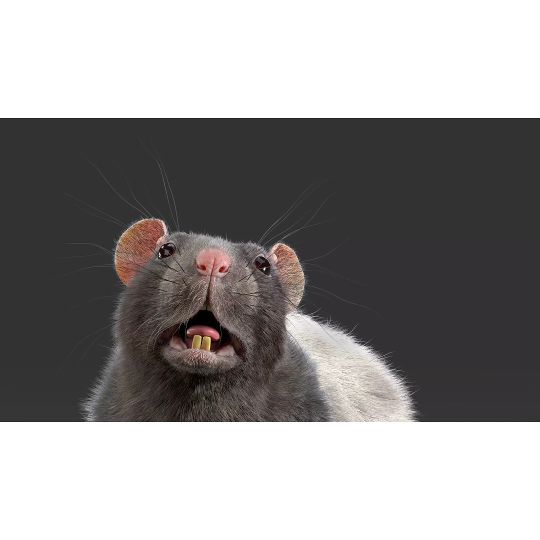 Realistic Rat Fur 3D Model – High Poly Rigged Asset, FBX/OBJ - View 3